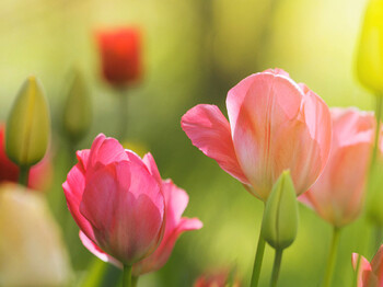 Nahaufnahme von bunten, tulpenartigen Blumen auf einer Wiese.