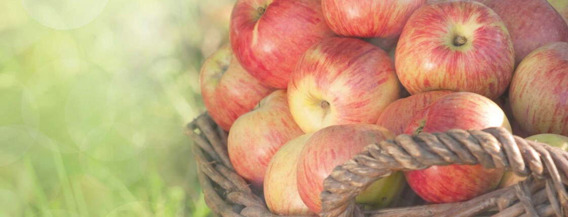 Biologische, sonnengereifte Äpfel im Weidenkorb Äpfel im Korb