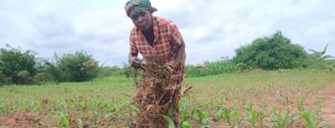 Eine Frau in einem rot-weiß karierten Hemd und Kopftuch arbeitet auf einem Feld und zieht trockene Pflanzenreste aus dem Boden zwischen jungen grünen Trieben.