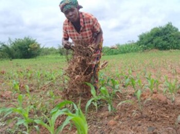Eine Frau in einem rot-weiß karierten Hemd und Kopftuch arbeitet auf einem Feld und zieht trockene Pflanzenreste aus dem Boden zwischen jungen grünen Trieben.