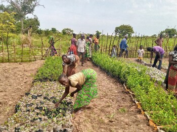 Eine Gruppe von Menschen arbeitet gemeinschaftlich in einer ländlichen Baumschule und pflegt zahlreiche in Plastikbeuteln aufgezogene Setzlinge, die in langen Reihen auf der Erde angeordnet sind.