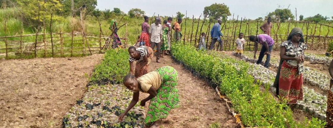 Eine Gruppe von Menschen arbeitet gemeinschaftlich in einer ländlichen Baumschule und pflegt zahlreiche in Plastikbeuteln aufgezogene Setzlinge, die in langen Reihen auf der Erde angeordnet sind.
