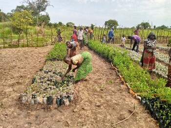 Eine Gruppe von Menschen arbeitet gemeinschaftlich in einer ländlichen Baumschule und pflegt zahlreiche in Plastikbeuteln aufgezogene Setzlinge, die in langen Reihen auf der Erde angeordnet sind.