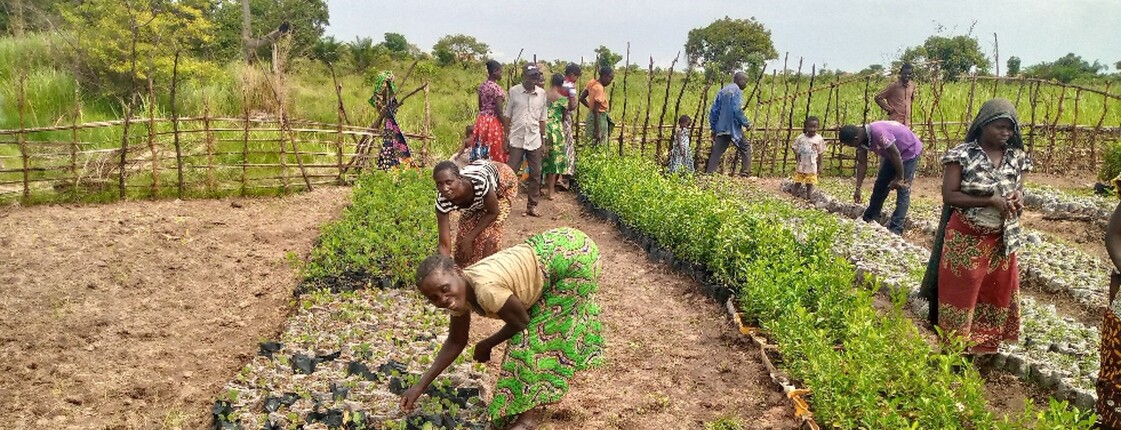Eine Gruppe von Menschen arbeitet gemeinschaftlich in einer ländlichen Baumschule und pflegt zahlreiche in Plastikbeuteln aufgezogene Setzlinge, die in langen Reihen auf der Erde angeordnet sind.