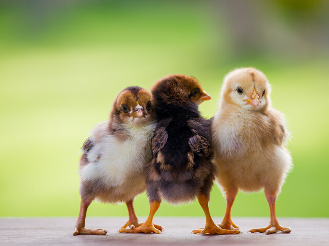  Gemini hat gesagt Drei flauschige Küken in verschiedenen Brauntönen stehen eng beieinander vor einem unscharfen grünen Hintergrund.