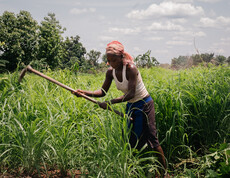 Landwirt*in hackt Unkraut auf grünem Feld unter freiem Himmel im Südsudan
