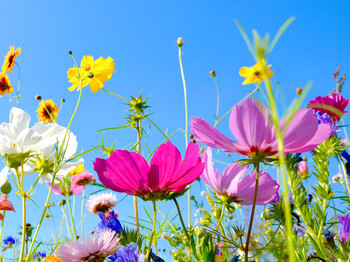 Wiesenblumen als Symbol für das Sommerfest