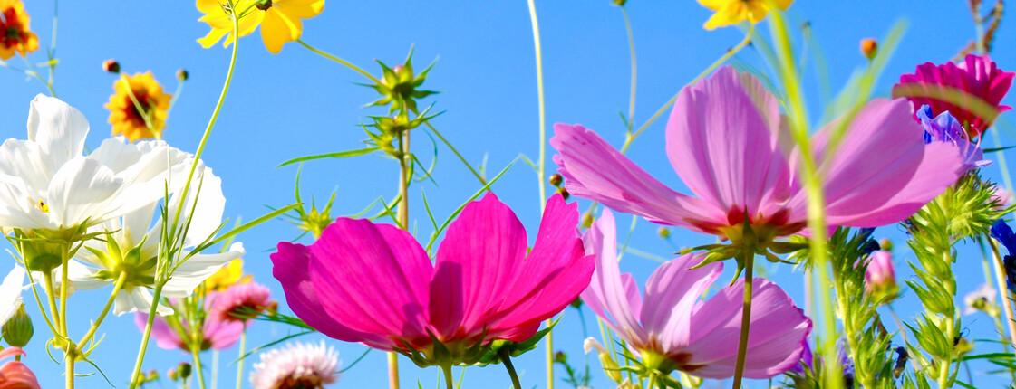 Wiesenblumen als Symbol für das Sommerfest
