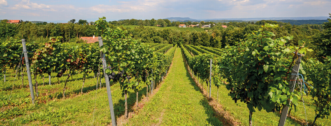 Landschaft Weinberge