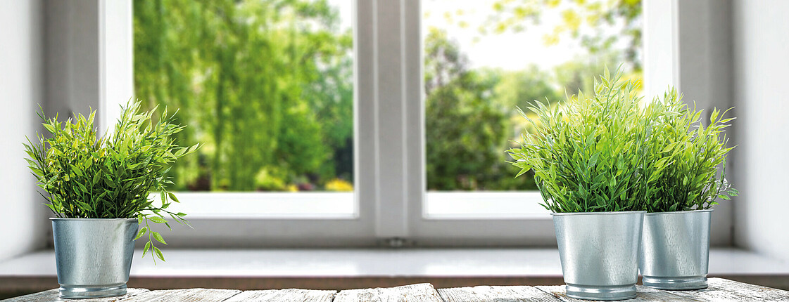 Pflanzen am Fenster