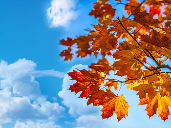 Himmel mit Wolken und Teil von Baum mit rot, orange, gelben Herbstlaub