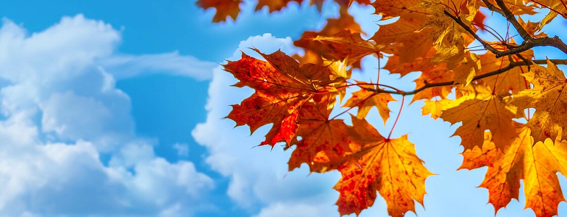 Himmel mit Wolken und Teil von Baum mit rot, orange, gelben Herbstlaub